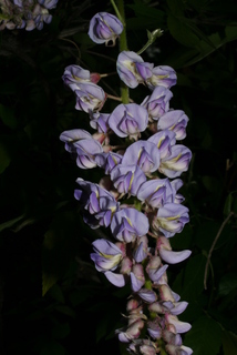 Wisteria frutescens, inflorescence - frontal view of flower