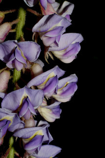 Wisteria frutescens, inflorescence - lateral view of flower