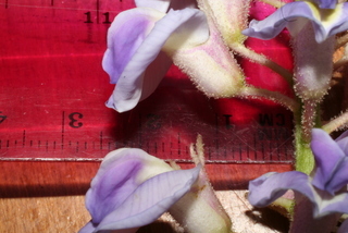 Wisteria frutescens, inflorescence - unspecified