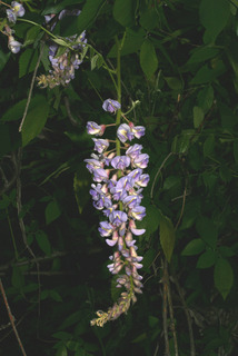 Wisteria frutescens, inflorescence - whole - unspecified