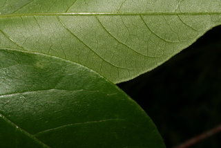 Wisteria frutescens, leaf - margin of upper + lower surface