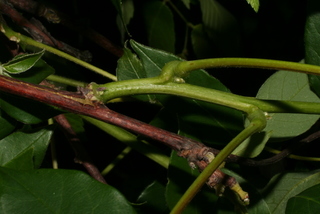 Wisteria frutescens, twig - orientation of petioles