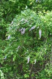 Wisteria frutescens, whole tree or vine - general