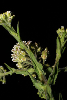 Lepidium campestre, fruit - as borne on the plant