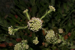 Lepidium campestre, inflorescence - frontal view of flower