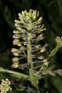 Lepidium campestre, inflorescence - lateral view of flower