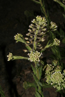Lepidium campestre, inflorescence - whole - unspecified
