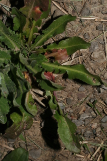 Lepidium campestre, leaf - basal or on lower stem