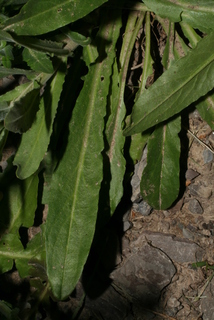 Lepidium campestre, leaf - basal or on lower stem