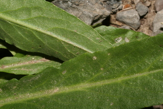 Lepidium campestre, leaf - margin of upper + lower surface