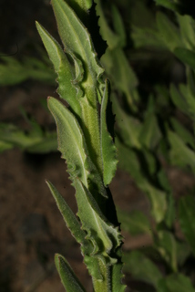 Lepidium campestre, stem - showing leaf bases