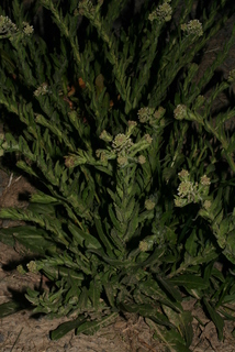Lepidium campestre, whole plant - in flower - general view