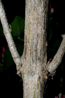 Lonicera morrowii, bark - of a small tree or small branch