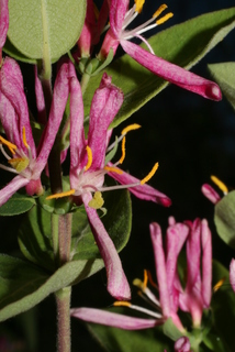 Lonicera morrowii, inflorescence - frontal view of flower
