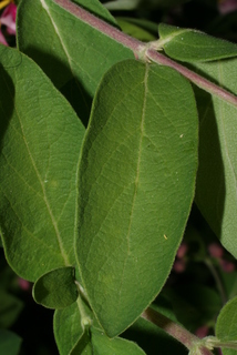 Lonicera morrowii, leaf - whole upper surface