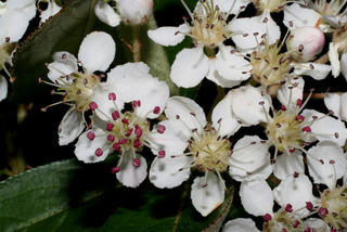 Aronia arbutifolia, inflorescence - frontal view of flower