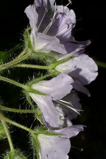 Hydrophyllum appendiculatum, inflorescence - lateral view of flower