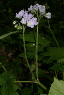 Hydrophyllum appendiculatum, inflorescence - whole - unspecified