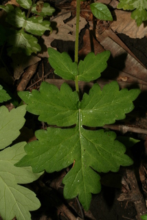Hydrophyllum appendiculatum, leaf - basal or on lower stem