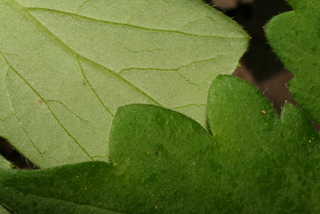 Hydrophyllum appendiculatum, leaf - margin of upper + lower surface
