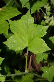 Hydrophyllum appendiculatum, leaf - on upper stem