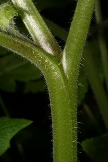 Hydrophyllum appendiculatum, stem - showing leaf bases