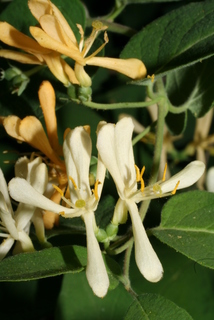 Lonicera morrowii, inflorescence - frontal view of flower