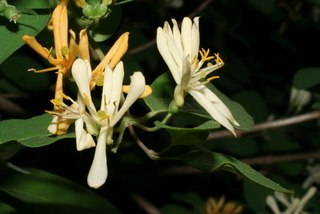 Lonicera morrowii, inflorescence - lateral view of flower