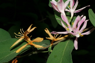 Lonicera morrowii, inflorescence - lateral view of flower