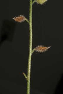 Myosotis macrosperma, fruit - as borne on the plant
