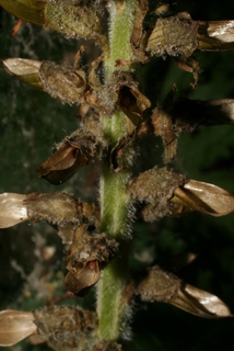 Pedicularis canadensis, fruit - as borne on the plant