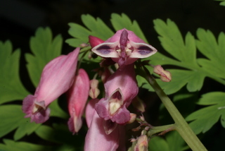 Dicentra eximia, inflorescence - frontal view of flower