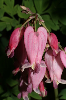 Dicentra eximia, inflorescence - lateral view of flower