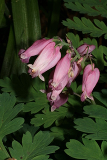 Dicentra eximia, inflorescence - whole - unspecified