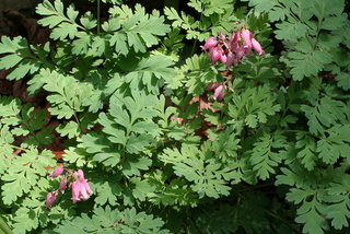 Dicentra eximia, whole plant - in flower - general view