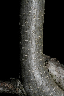 Wisteria frutescens, bark - of a small tree or small branch