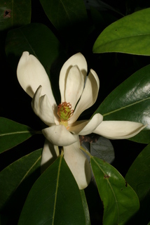 Magnolia virginiana, inflorescence - lateral view of flower