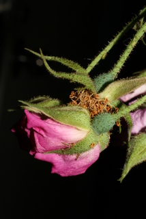 Rosa setigera, inflorescence - ventral view of flower + perianth