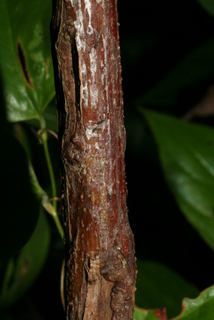 Spiraea japonica, bark - of a small tree or small branch