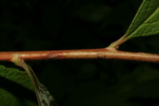 Spiraea japonica, twig - orientation of petioles