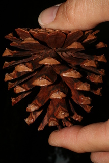 Pinus leiophylla, cone - female - mature open
