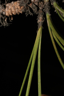 Pinus leiophylla, leaf - entire needle