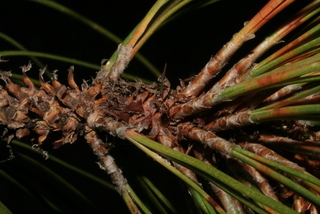 Pinus leiophylla, twig - showing attachment of needles