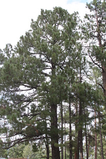 Pinus leiophylla, whole tree - general