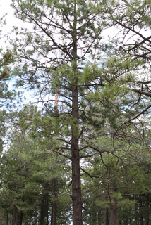 Pinus leiophylla, whole tree - general