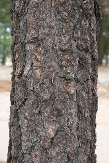 Pinus leiophylla, bark - of a large tree