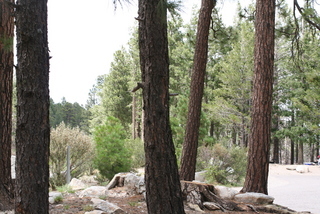 Pinus leiophylla, bark - of a large tree