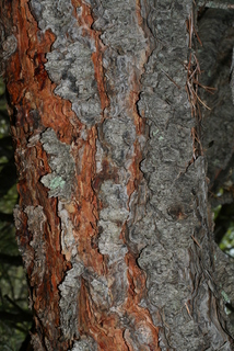 Pinus cembroides, bark - of a large tree