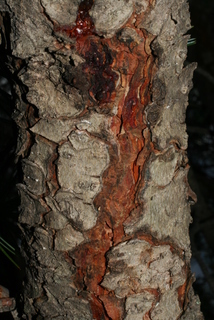 Pinus cembroides, bark - of a medium tree or large branch