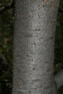 Pinus cembroides, bark - of a small tree or small branch